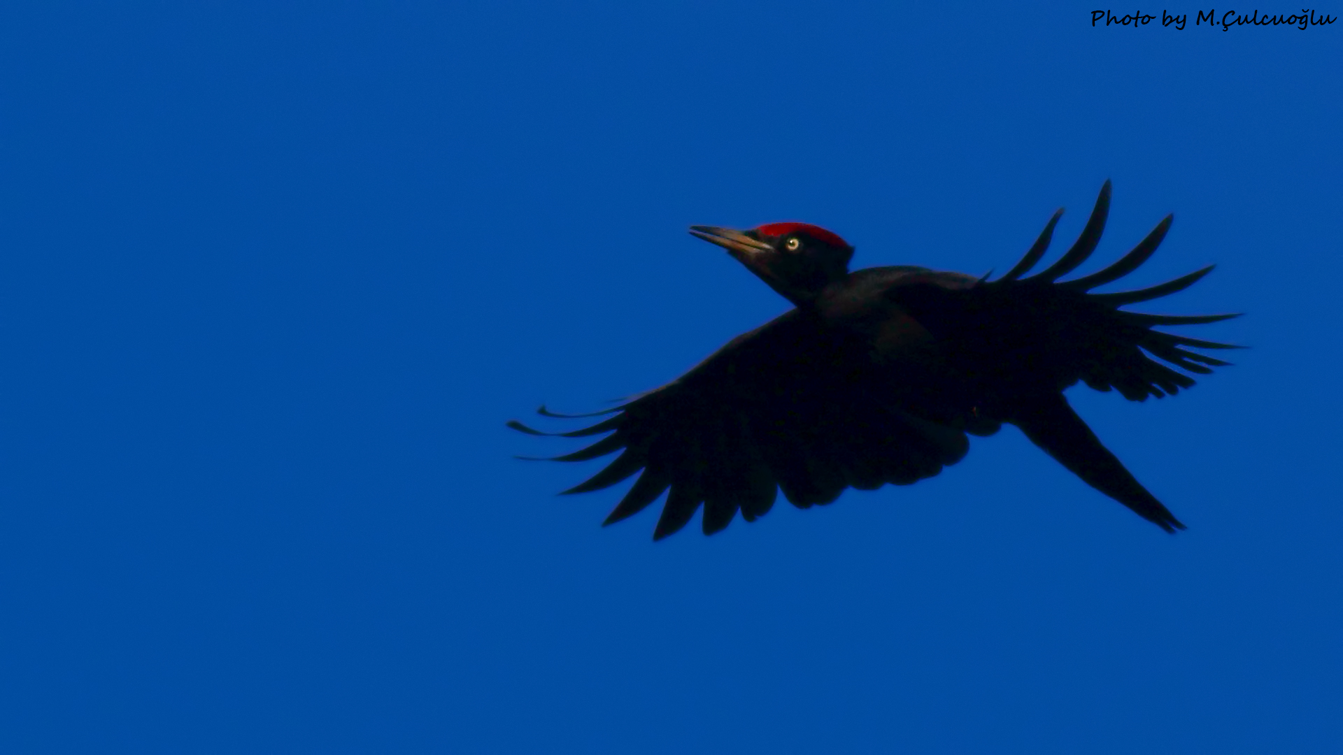 Black Woodpecker